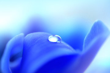 Water drop on a flower blue petal