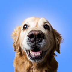 Happy Golden Retriever
