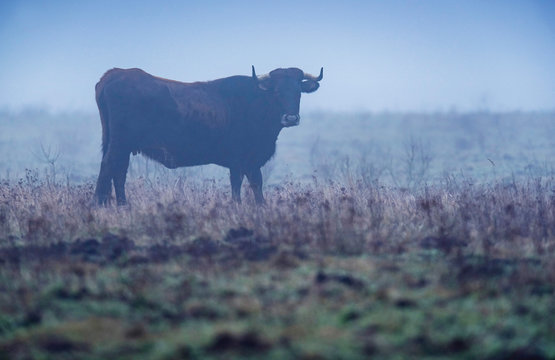 Horned sayaguesa cow in foggy pasture.