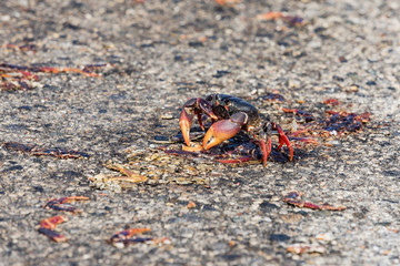 Red Migrating crab Cuba Gecarcinus ruricola on the road