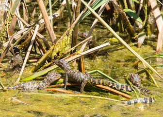 Brazos Bend State Park, Texas