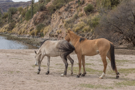 Wild Horses along the Salt River in Arizona