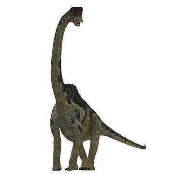 Europasaurus Dinosaur on White - Europasaurus was a sauropod herbivorous dinosaur that lived in Germany, Europe during the Jurassic Period.