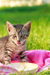 Cute cat drinks milk