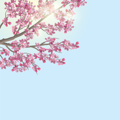 Spring cherry blossom