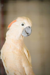 Nice bird