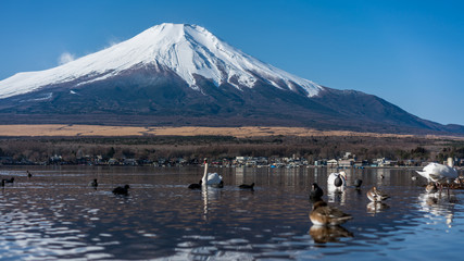 Tranquil Fuji Mountain