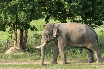 Asiatic Elephant is big five animal in asia