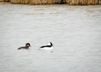 Male and Female Bufflehead Ducks