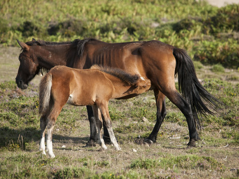 Caballos salvajes