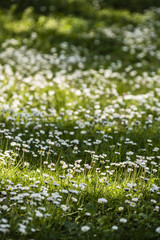 Fototapeta premium Green grass with white daisy flowers