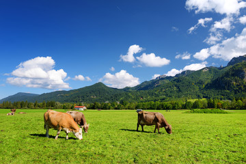 Fototapeta na wymiar Cows grazing in idyllic green meadow. Scenic view of Bavarian Alps with majestic mountains in the background.