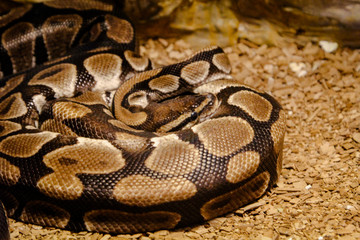 Würgeschlange, Boa im Terrarium