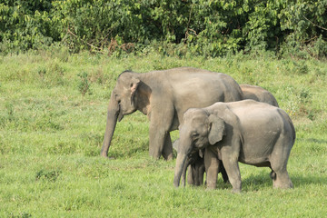 Fototapeta premium Asiatic Elephant is big five animal in asia