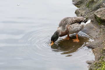 The Duck at wonderful lake, Reflections & Ripples in the water