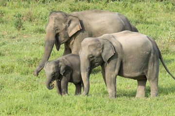 Asiatic Elephant is big five animal in asia