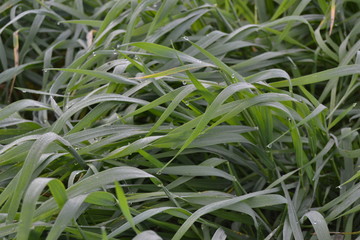 Naklejka premium YEŞİL VE SU