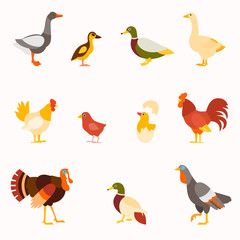 Farm birds vector set in flat style design.