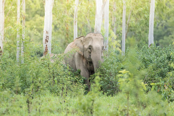 Asiatic Elephant is big five animal in asia