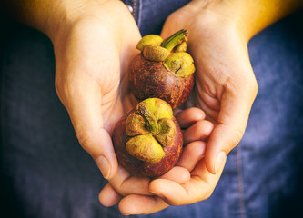 Two mangosteens in woman hands.