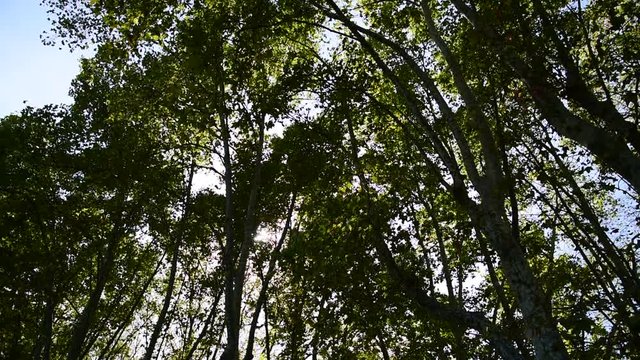 Plane trees in Promenade of the Janiculum in Rome, Italy