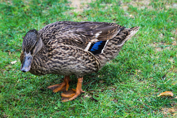 Stockenten, Ente im Park, Natur