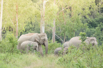 Obraz na płótnie Canvas Asiatic Elephant is big five animal in asia