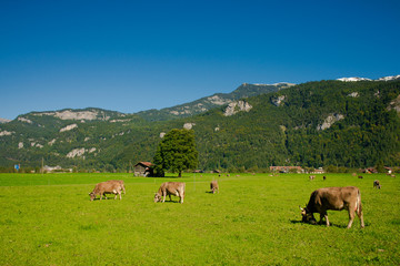 Fototapeta na wymiar Cows in a meadow. Brown cows on a farm. Many cows graze on a green meadow in the Alpine village 