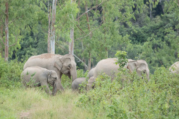 Asiatic Elephant is big five animal in asia