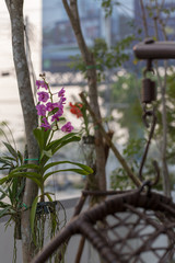 Closed up beautiful orchid on white background