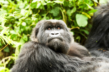 gorilla in Virunga reserve, Rwanda