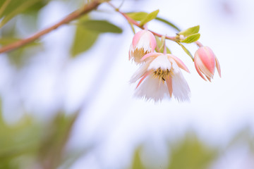 Closed up beautiful flower Elaeocarpus grandiflorus in the garden