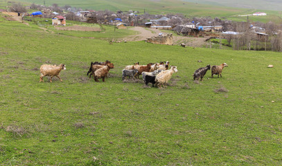 Goats coming from pasture to the village