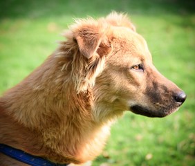 This is a picture for us, but if we realise the animal is sad at that tine when i took this picture the animal was sad because of his partner lucy died 3 days before and he wasn't eating any stuff.
