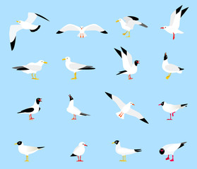 Sea Gull, a beautiful bird.
