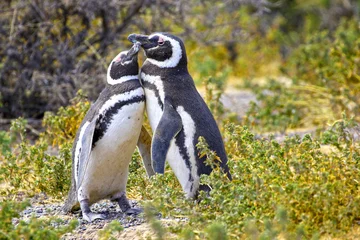 Poster Pair of Affectionate Magellanic Penguin at PuntaTombo Reserve, Argentina. One of the largest Penguin Colony in the world, Patagonia © birdiegal
