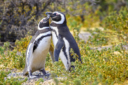 Pair of Affectionate Magellanic Penguin at PuntaTombo Reserve, Argentina. One of the largest Penguin Colony in the world, Patagonia