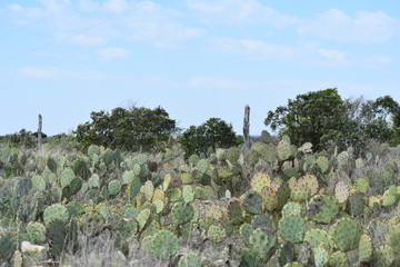 Texas Desert Field of Cactus
