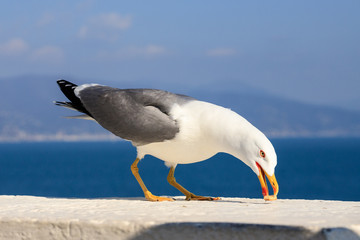 gabbiano