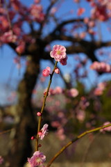 cherry Blossom tree, floral, spring, Pink Cherry blossom sakura with beautiful blue sky