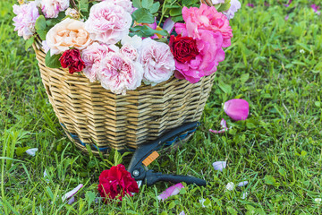 Rose gardening concept/old wicker basket with multicolored roses, pruning shiears on a grass