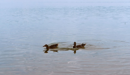 Two ducks on the shore of the pond. Waterfowl went ashore. Birds in the natural environment.