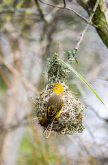 Female black-headed weaver bird