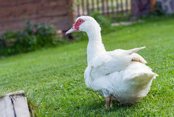 White domestic organic duck goose bio farm, bird flu