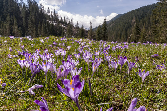 Fototapeta Crocuses on a mountain glade in the Western Tatras. Poland.