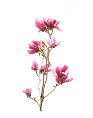 Obraz premium magnolia flower spring branch isolated on white background