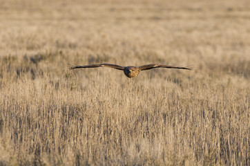 Fototapeta na wymiar Common buzzard. Buteo buteo