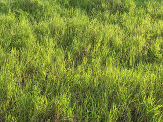 Green grass in a field, nature background