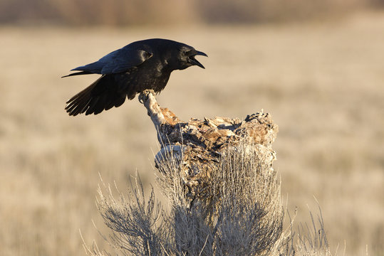Carrion crow. Corvus corone