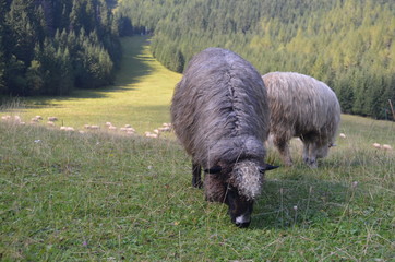 Czarna owca na Polanie Kalatówki, Podhale, Polska